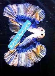 Ikan cupang serit ini berasal dari indonesia dan merupakan hasil dari perkawinan silang yang dilakukan oleh breeder indonesia. Kriteria Ikan Cupang Kontes Terbaik Rahasia Ikan Cupang Juara Facebook