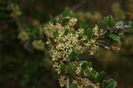 Image result for Boscia foetida