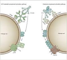 Image result for Complement Pathway