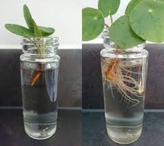 When you water your plants each day, replace any water which has evaporated. How To Propagate House Plants Our House Plants