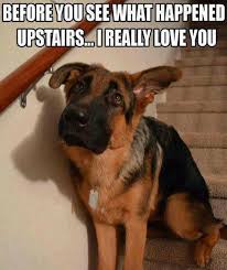 I Love My Dog I Love My Dog Pets Funny Rescue Spay Neuter Funny Dogs Funny Animals Funny Animal Pictures