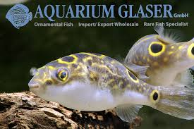 Home wild>asia e oceania>dichotomyctere fluviatilis s. Dichotomyctere Ocellatus Fruher Tetraodon Biocellatus Aquarium Glaser Gmbh