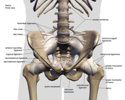 Inferior surface anatomy with underlying pelvis. Hip Pain