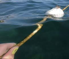 Cette vidéo nous montre que l'amour n'a pas de limites, l'amour de vrai est capable de tout accepter. Infox Non Cette Araignee Geante Croate N Est Pas Si Grosse