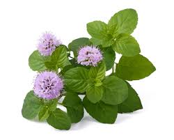 Plante qui ?loignent les mouches. Plante Anti Mouche La Liste Des 25 Plantes Les Plus Efficaces
