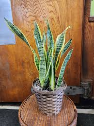 Image result for Sansevieria