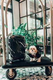 Dog Friendly Hotels And Restaurants In San Diego In 2020 Dog Friendly Hotels San Diego Restaurants Pet Friendly Hotels