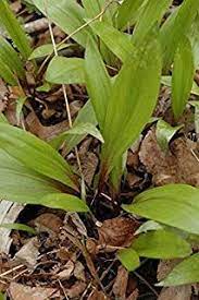 100 Bag Ramp Wild Leek Seeds Allium Tricoccum Perennial Considered By Many To Be The Best Tasting Member Of The Onion Family Woodland Plants Perennials Seeds