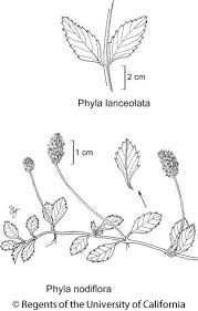Image result for Phyla nodiflora