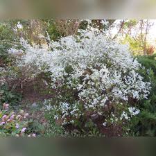 Image result for Spiraea thunbergii