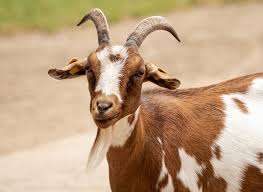 By geja24 september 30, 2019. Goat Animal Mammal Domestic Free Photo On Pixabay