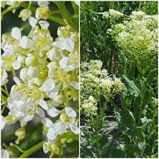 Image result for Blepharis affinis