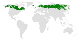 Check spelling or type a new query. Taiga Wikipedia Bahasa Melayu Ensiklopedia Bebas