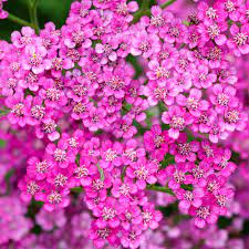 Perennial plants & perennial flowers. Achillea Cerise J Parker Dutch Bulbs