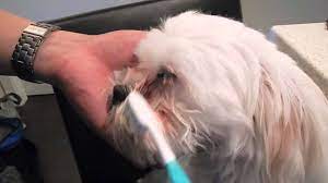 You can't, you can only minimize them by taking a soft wash cloth wet with warm water, and gently clean the area that's been stained on a daily basis. Review Tear Stains Removal Products Tear Stain Removal Dogs Tear Stain Removal Dog Tear Stains