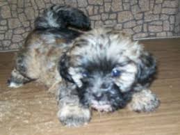 Puppy biting was one of the most frustrating and embarrassing phases for my dog. Shih Tzu Puppies For Sale