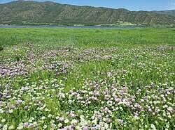 Image result for Trifolium purseglovei