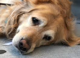 I offer in home euthanasia services in san antonio and the surrounding areas as well as hospice care, in coordination with your family veterinarian, to make your pet's final days more comfortable. Putting My Dog To Sleep Mobile Pet Cat Euthanasia At Home San Antonio Gentle Pet Passages