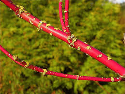 Red twig dogwood (cornus alba) (natka/123rf.com) dogwood shrubs come in various shapes and sizes but, if you want an outstanding shrub that features peculiar branches, the red twig dogwood might be your best option. Cornus Sericea Red Osier Dogwood Redtwig Dogwood Tatarian Dogwood North Carolina Extension Gardener Plant Toolbox