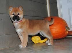 Find the perfect shiba inu puppy for sale in california, ca at puppyfind.com. Shiba Inu Puppies For Sale Wichita Ks 268958 Petzlover