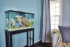 Fish tank in bedroom health. Why Is My Fish Breathing At The Surface
