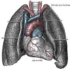 Maybe you would like to learn more about one of these? Jantung Wikipedia Bahasa Melayu Ensiklopedia Bebas