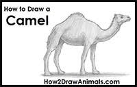 Use the remaining lines and shapes as guides to draw the rest of the camel's head. How To Draw Camels Drawing Tutorials Drawing How To Draw Camels Drawing Lessons Step By Step Techniques For Cartoons Illustrations