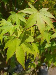 The bright yellow spring leaves have a very unique look. Acer Palmatum Little Big Tree Company Christchurch New Zealand
