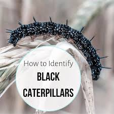 Black And White Spotted Caterpillar Black Caterpillar Identification Guide Black Caterpillar Caterpillar Caterpillar Pictures