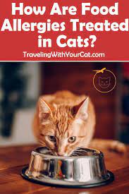 How Are Food Allergies Treated In Cats Cats Best Cat Food Cat Nutrition