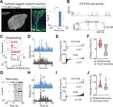 The name meaning is a flat tropical grassland. Oxytocin Neurons Enable Social Transmission Of Maternal Behavior Biorxiv