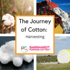 The Journey of Cotton: Harvesting | Barnhardt Purified Cotton