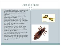 Lice will mate (successfully) immediately upon moulting their last nymph stage exoskeleton, so an average. Head Lice What You Need To Know Ppt Video Online Download