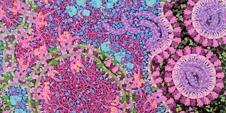 Die impfungen werden durch die bundesländer organisiert, daher ist die anmeldung nicht einheitlich geregelt. Mechanismus Entdeckt Wie Das Coronavirus Die Zelle Kapert Eth Zurich