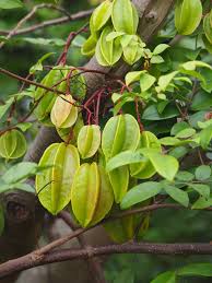 Image result for Averrhoa carambola