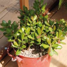 Pianta grassa molto comune, cresce sulle rocce e sui muri, specie in zone montagnose. Crassula Viridea
