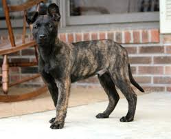 Lab mix burleigh, carese 449 vandalia street pittsburgh pa 15210 Dutch Shepherd Pitbull Mix Puppy Online Shopping