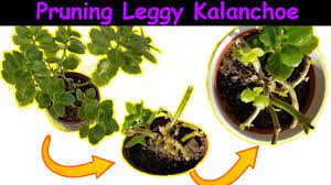 Reshaping My Leggy Kalanchoe Hard Pruning To Encourage A Bushier Look With 2 Week Update Youtube