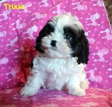 Cavapoos Available Female Black And White Cavapoos