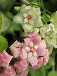 Pin On Garden Vegetable
