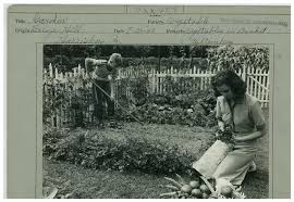 Image result for Ascolepis trigona