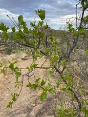 Image result for Combretum padoides