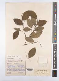 Image result for Klainedoxa