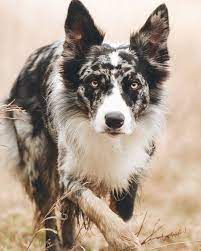 Such A Beautiful Border Collie Border Collie Dog Collie Dog Border Collie