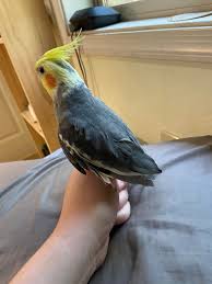 No Tail Feathers? | Talk Cockatiels Forum