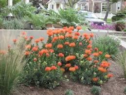 Image result for Leucospermum