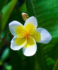 Maybe you would like to learn more about one of these? White And Yellow Plumeria Flowers On A Stock Image Colourbox