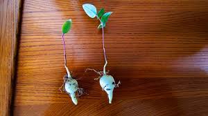 Image result for Raphionacme hirsuta