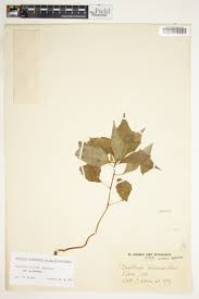 Image result for Discopodium penninervium