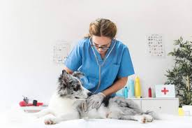 Jan 31, 2017 · the humane society of tacoma & pierce county offers many free and low cost pet care services that may be able to help you. Boost Your Business With The Latest Veterinarian Email List Healthcare Provider Database Over Blog Com Veterinarian Animal Medicine Dog Illnesses